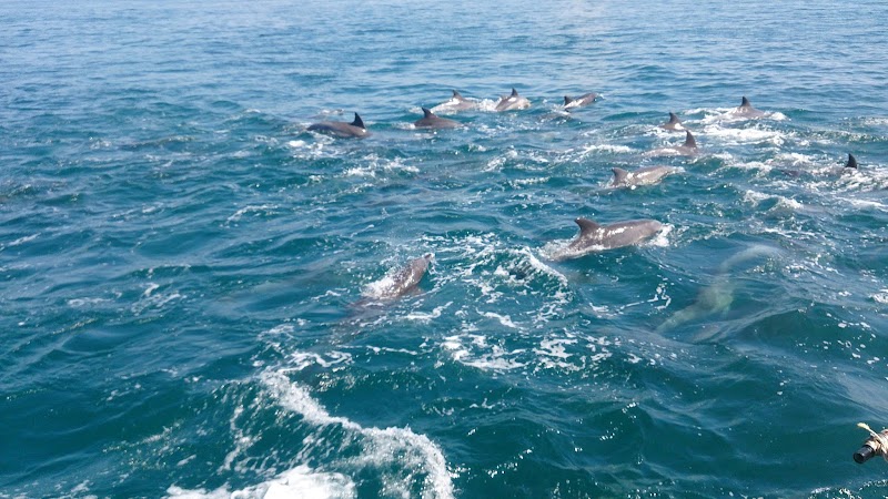 イルカウォッチング（天草）