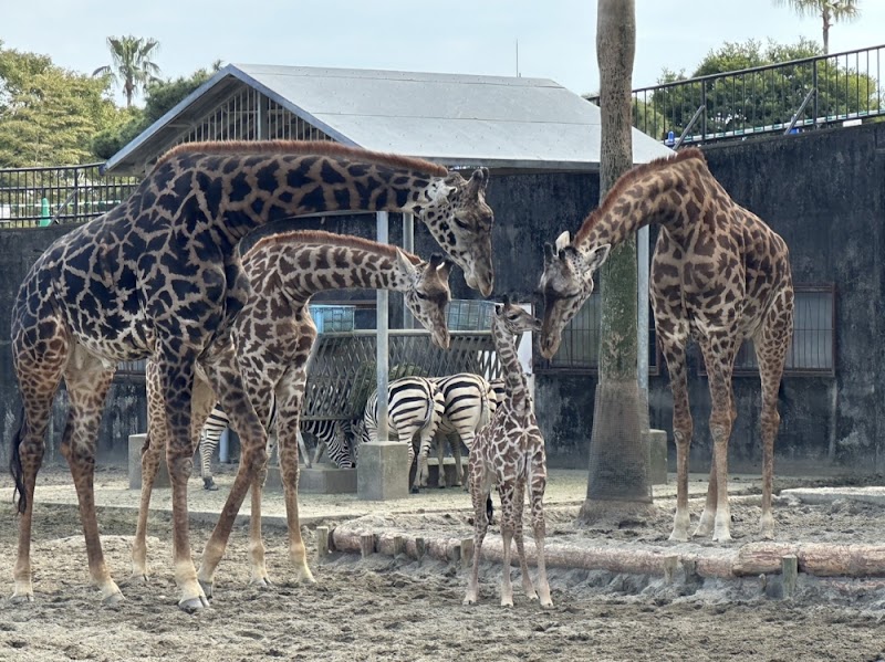 フェニックス自然動物園