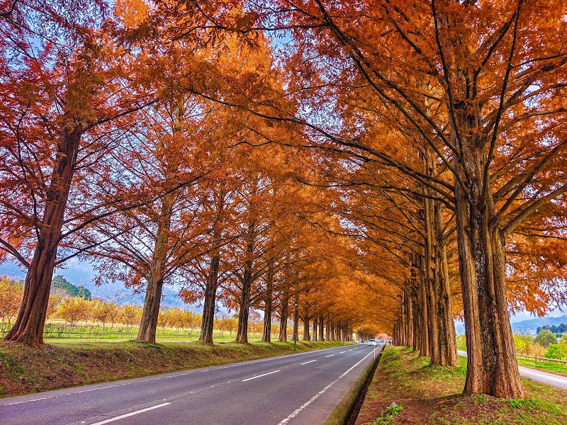 メタセコイア並木