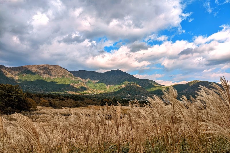 仙石原すすき草原