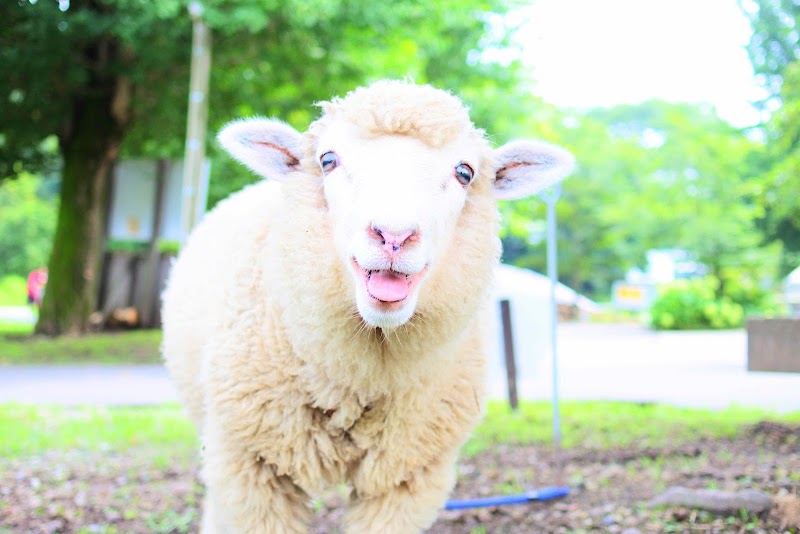 伊香保グリーン牧場