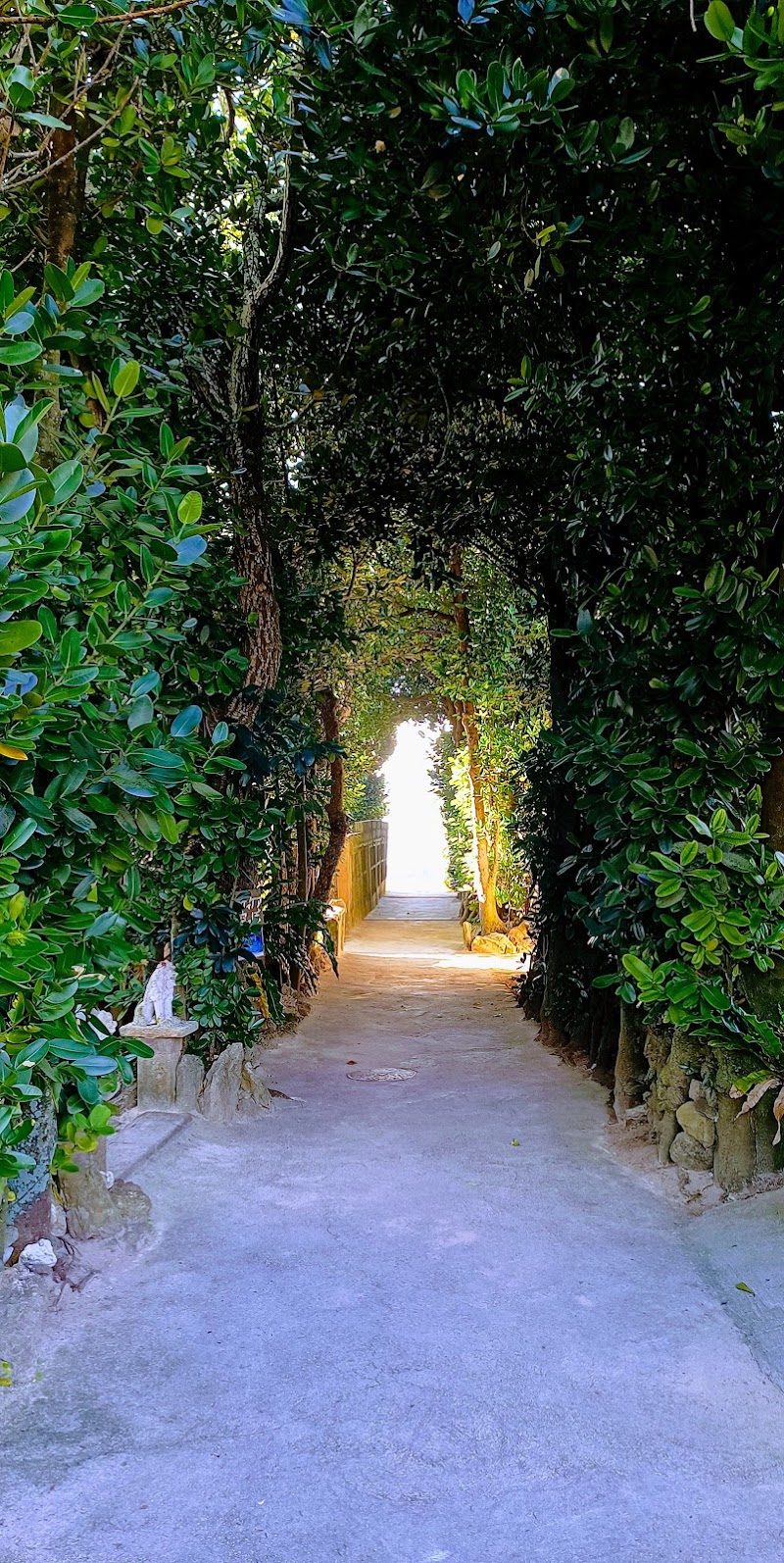 備瀬のフクギ並木