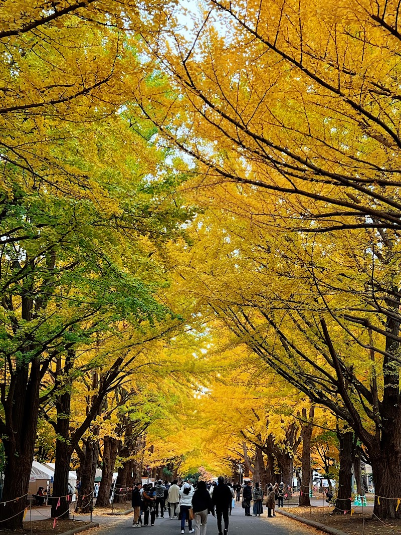 北海道大学イチョウ並木