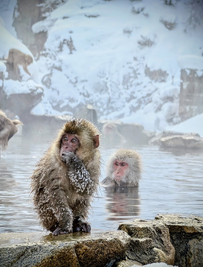 地獄谷野猿公苑