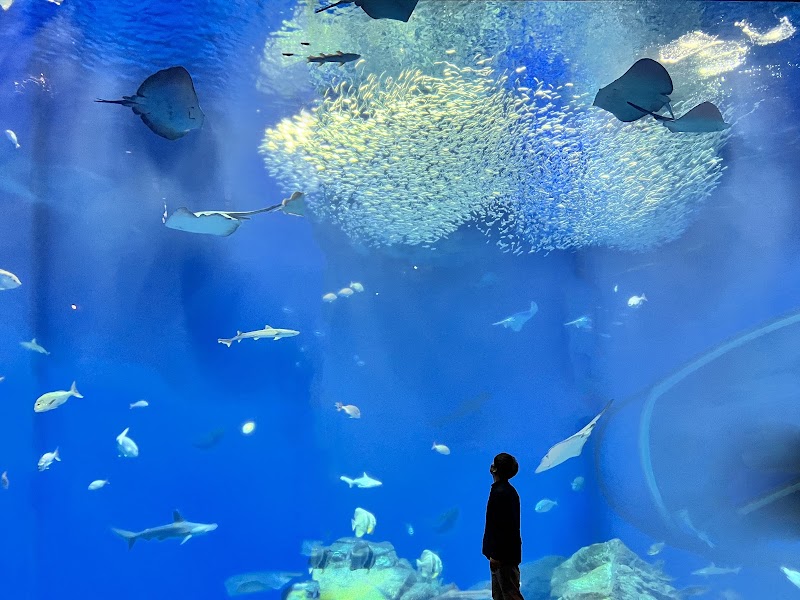 大洗水族館（アクアワールド茨城県大洗水族館）