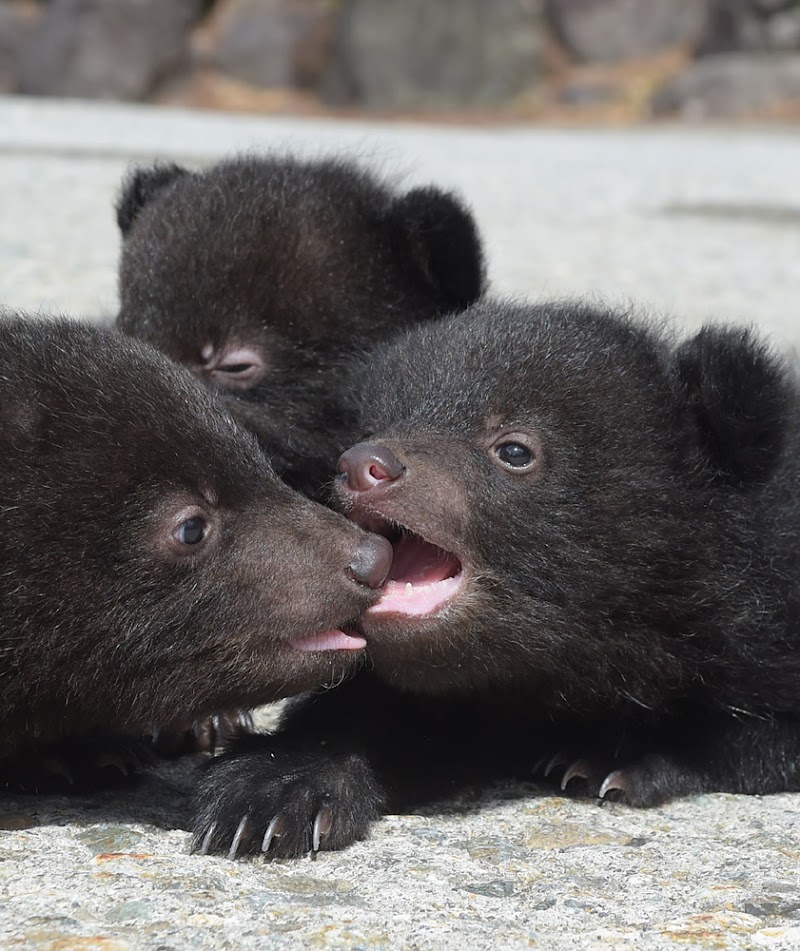 奥飛騨クマ牧場