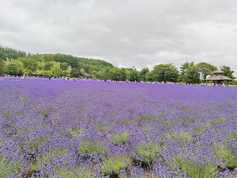富良野ラベンダー（7月限定）