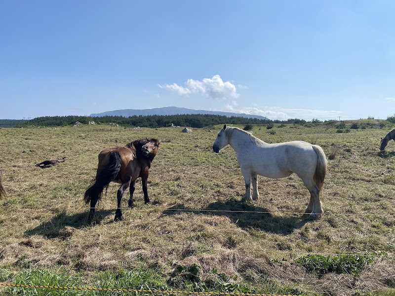 尻屋崎（寒立馬）