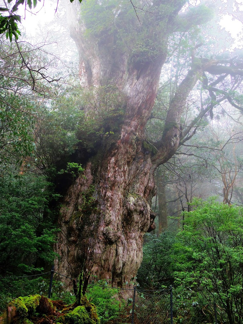 屋久島・縄文杉トレッキング