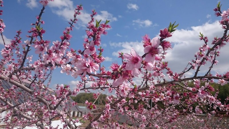 岡山の桃