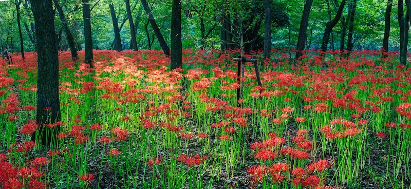 巾着田（曼珠沙華）