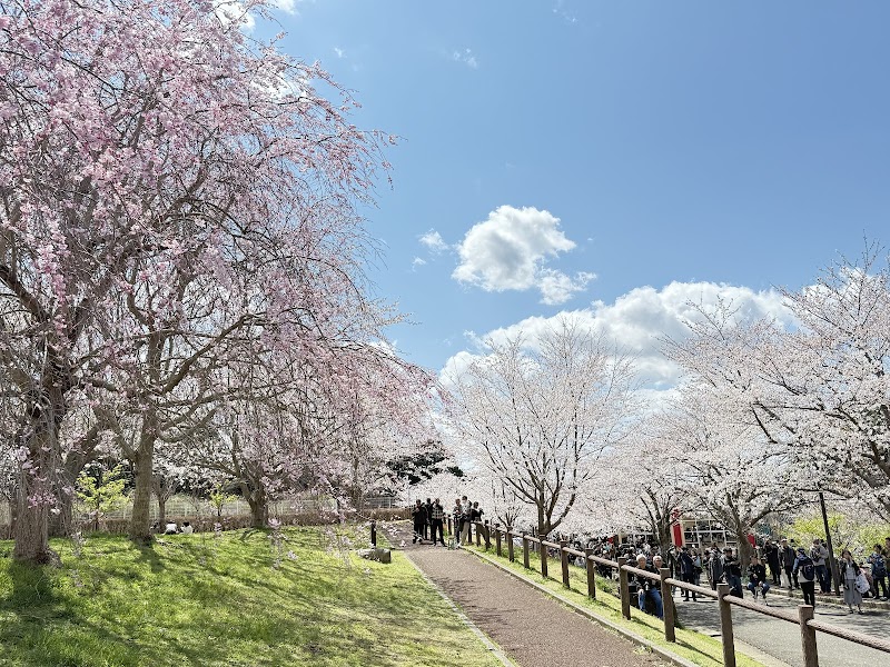 成田さくらの山