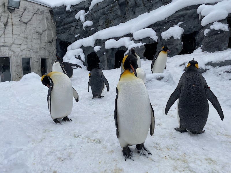 旭山動物園