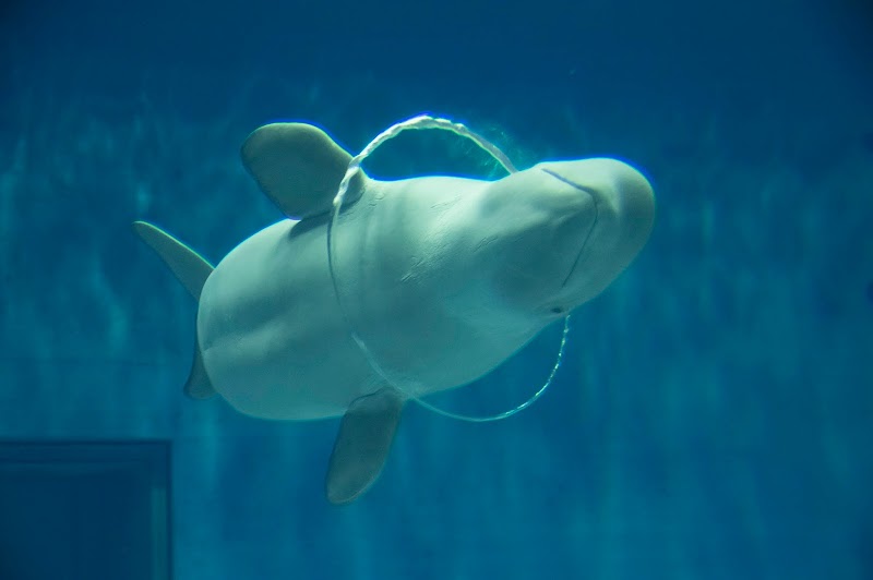 浜田海洋館AQUAS