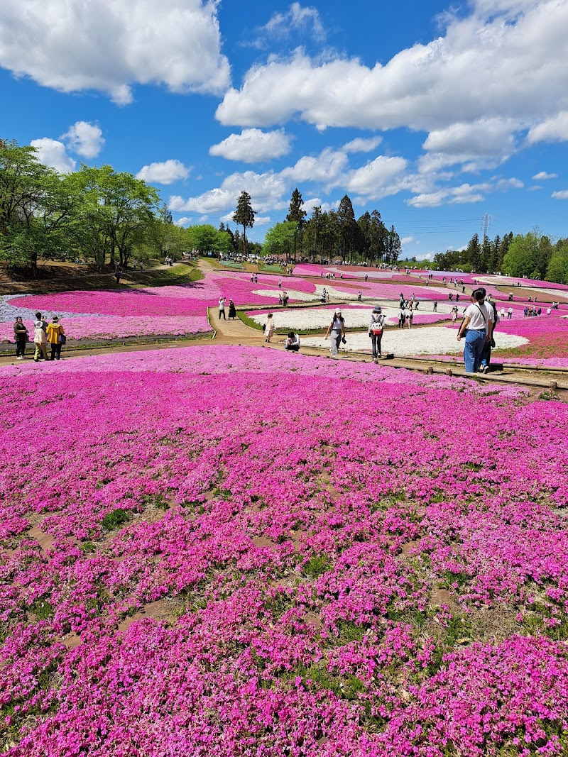 羊山公園（芝桜）