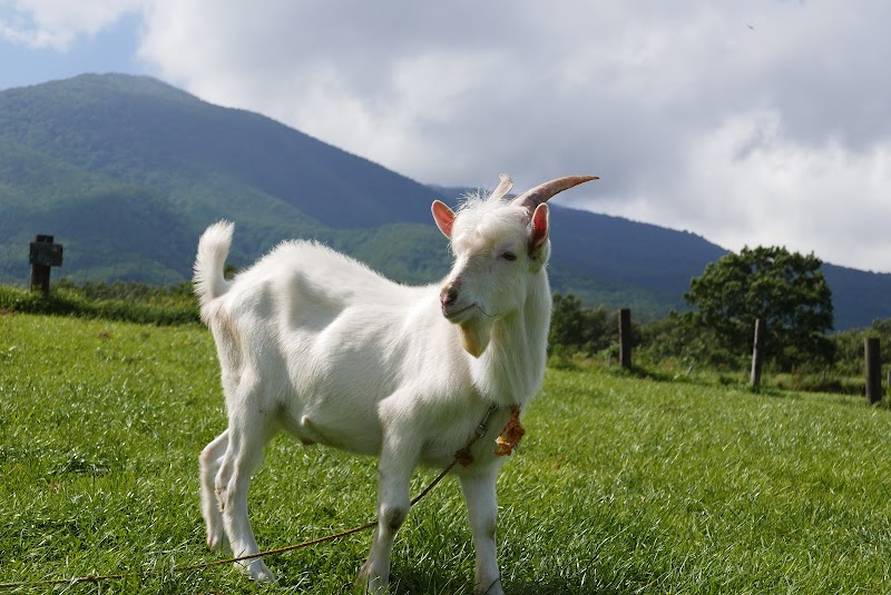 蔵王ハートランド