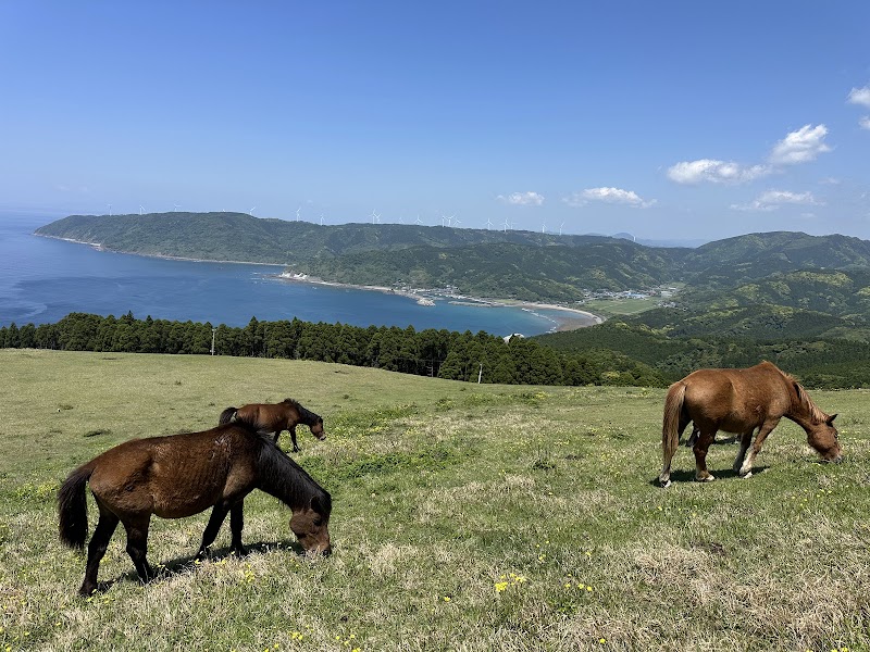 都井岬（御崎馬）