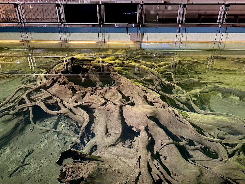 魚津埋没林博物館