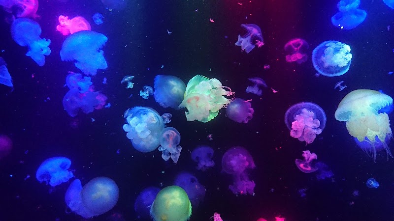 鶴岡・加茂水族館（クラゲ）